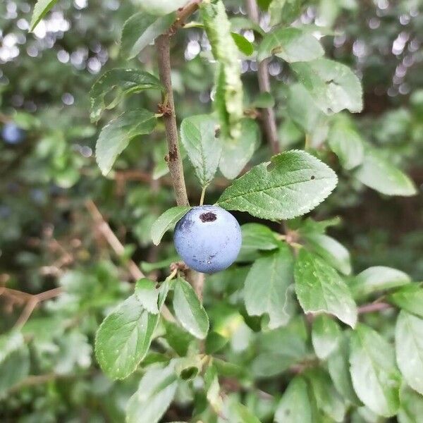 Prunus × fruticans Fruto