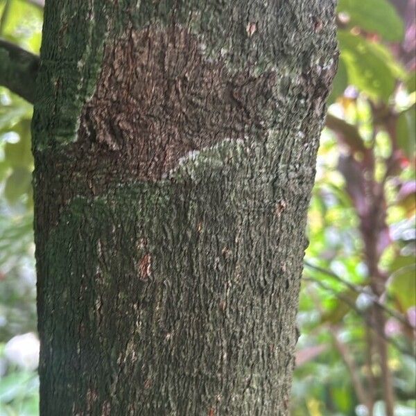 Myristica fragrans Kora