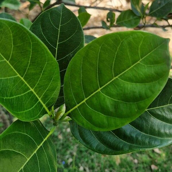 Artocarpus heterophyllus Blad