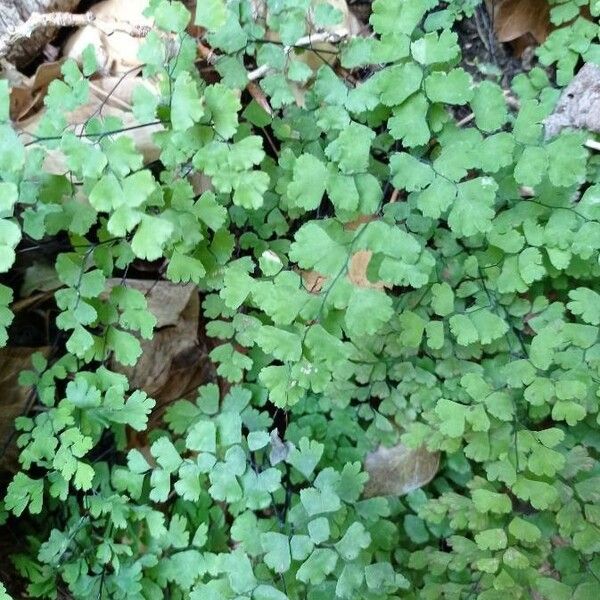 Adiantum capillus-veneris Feuille