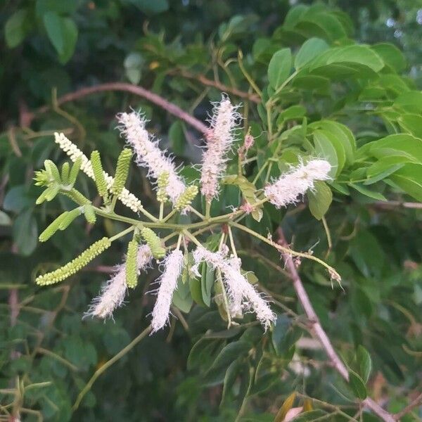 Mimosa caesalpiniifolia Kwiat