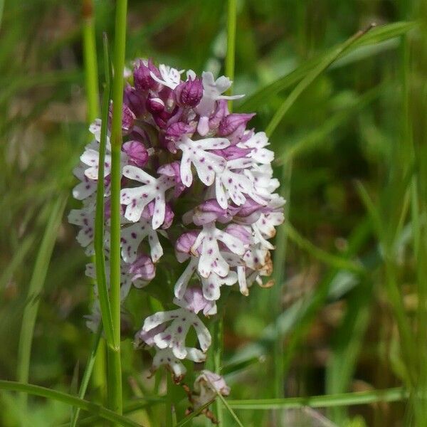 Neotinea ustulata 花