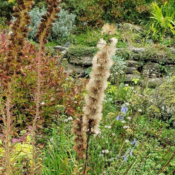 Liatris pycnostachya Fruchs