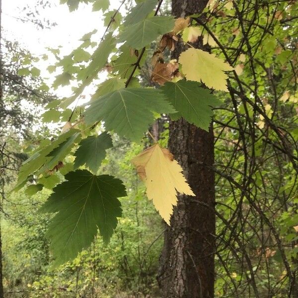 Acer glabrum बार्क (छाल)