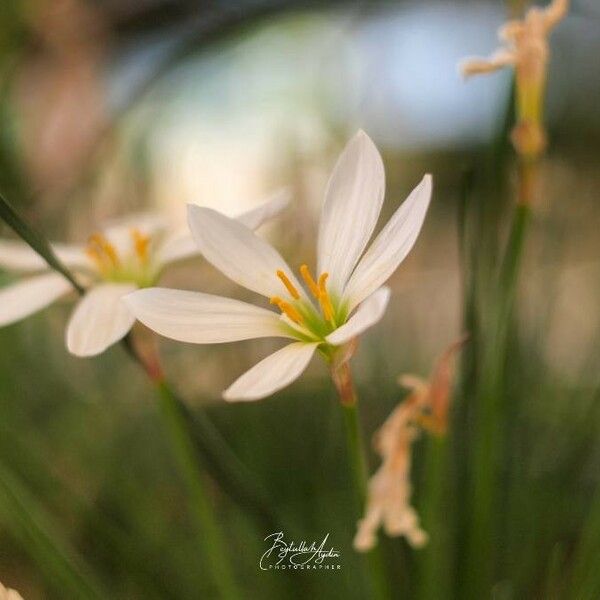 Zephyranthes candida Flor