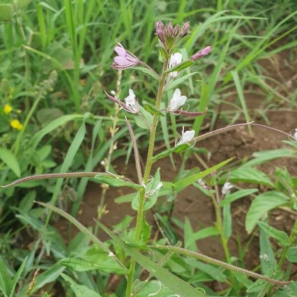 Cleome monophylla Flor