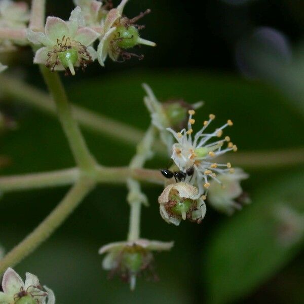 Hasseltia floribunda फूल