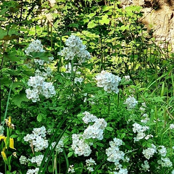 Rosa multiflora Habit