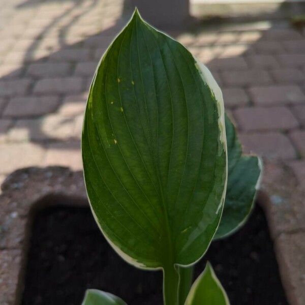 Calla palustris Leaf