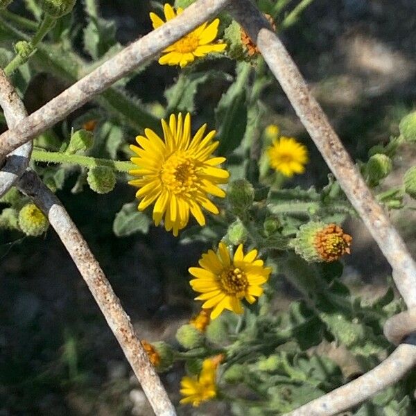 Heterotheca grandiflora Žiedas