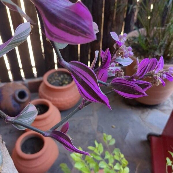 Tradescantia cerinthoides Leaf