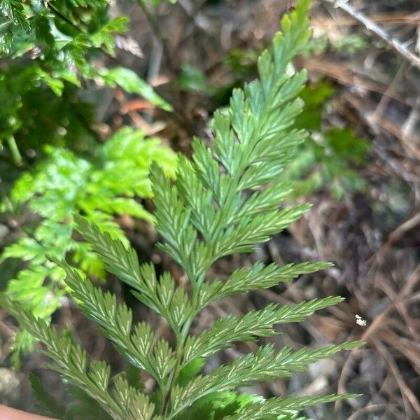 Asplenium onopteris Yaprak