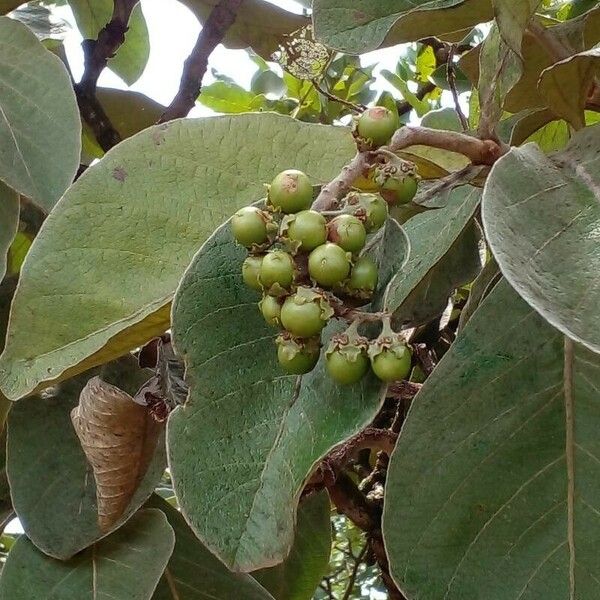 Byrsonima verbascifolia Fruit