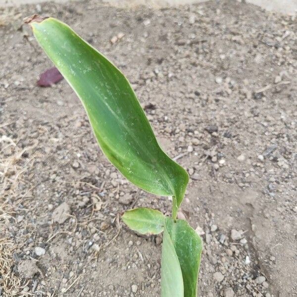 Canna glauca Leaf