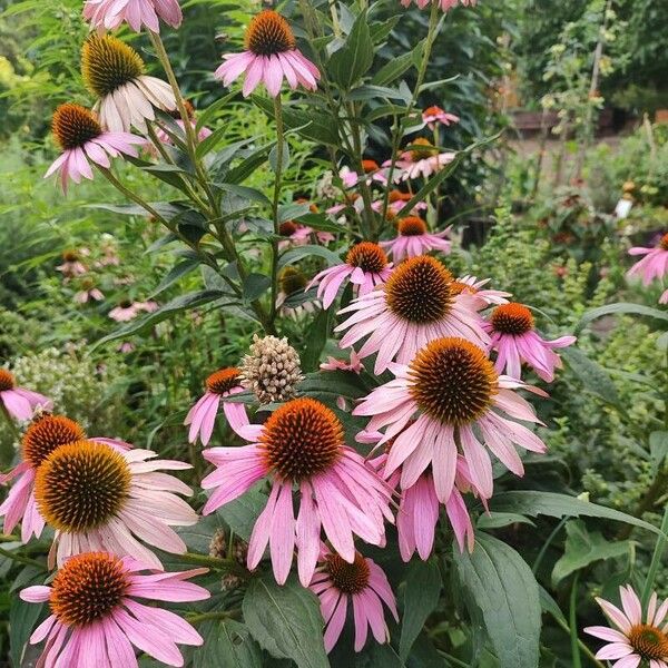 Echinacea angustifolia Flor