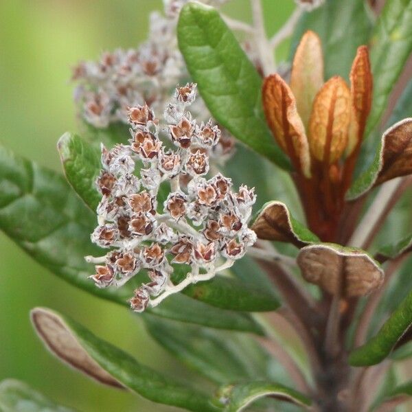 Argophyllum grunowii Flor