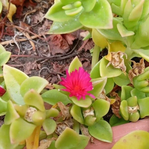 Aptenia cordifolia Vekstform