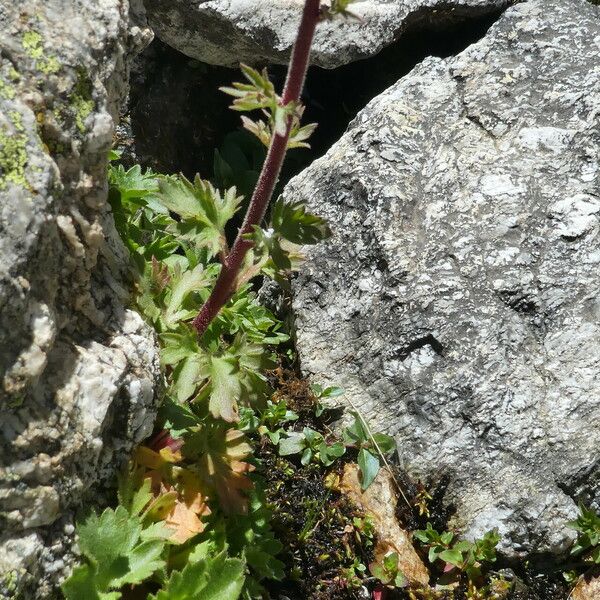 Saxifraga adscendens Corteccia