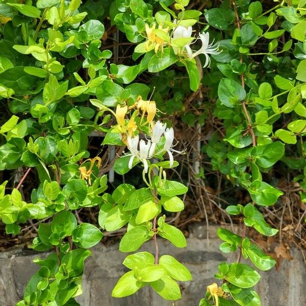 Lonicera caprifolium Blatt