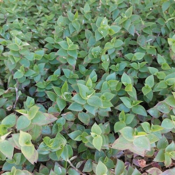 Callisia repens Blad