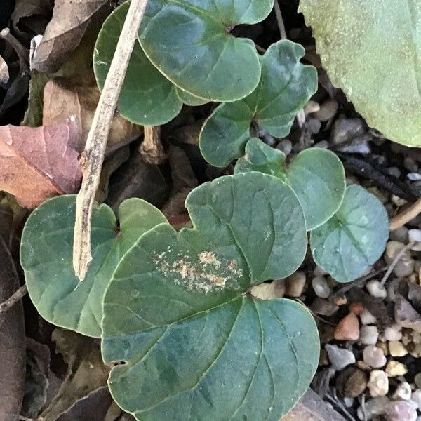 Cyclamen coum Blatt