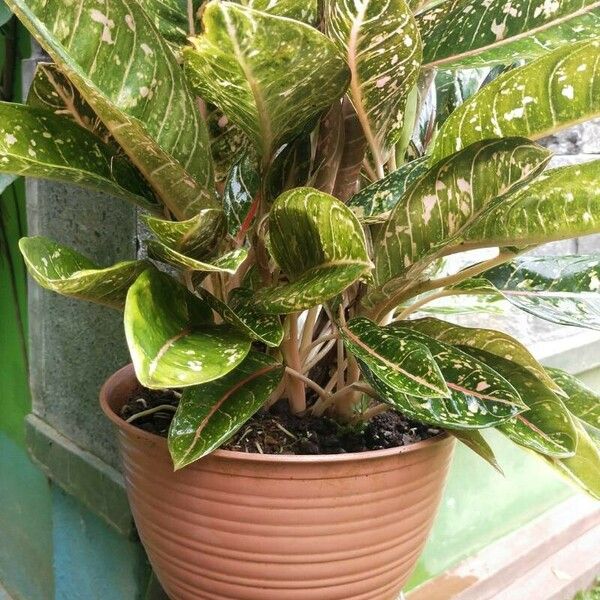 Aglaonema commutatum Ліст