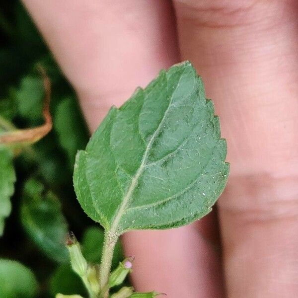 Clinopodium gracile Leaf