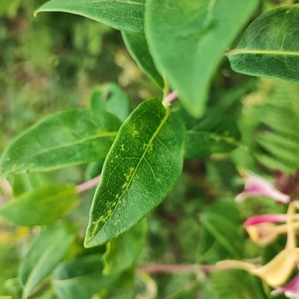 Lonicera periclymenum 叶