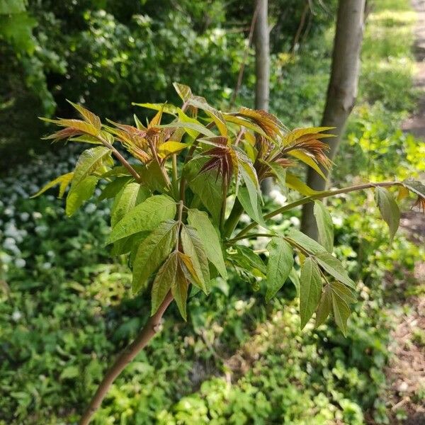 Ailanthus altissima পাতা