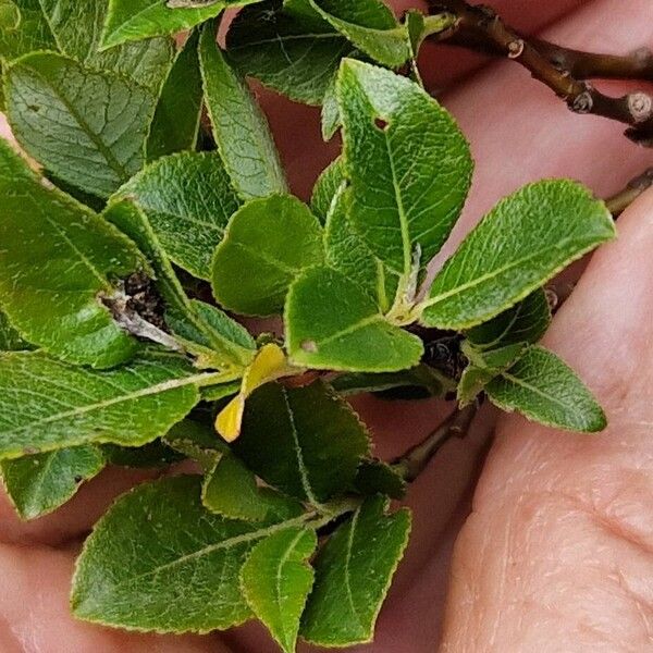 Salix myrsinifolia Лист