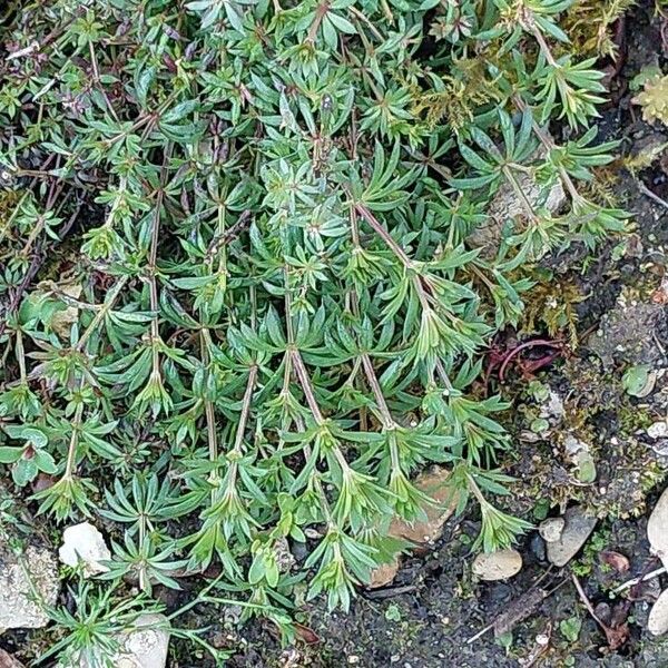 Galium tricornutum Folla