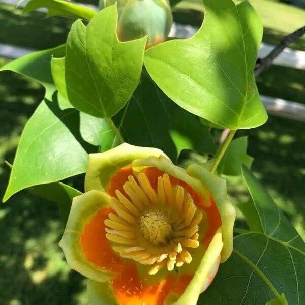 Liriodendron tulipifera Květ