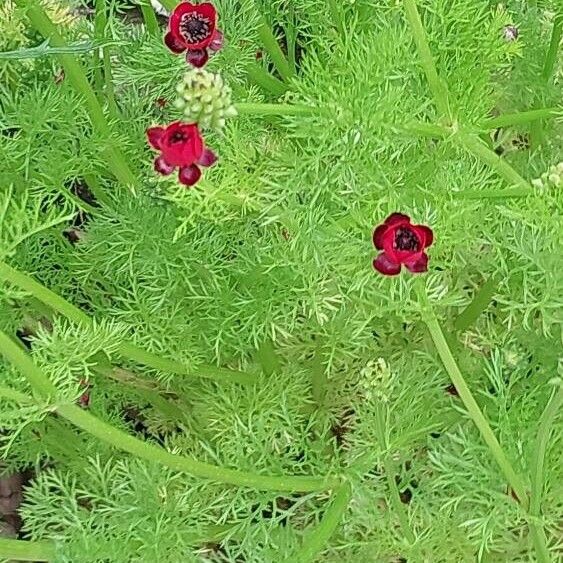 Adonis annua Flower