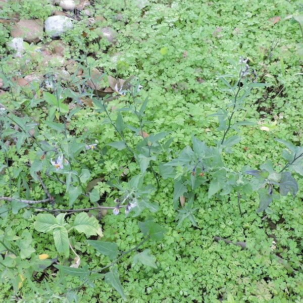 Solanum triquetrum (Texas nightshade)