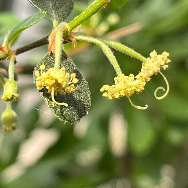 Cercocarpus montanus Flower