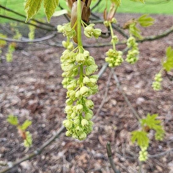 Acer macrophyllum Flower