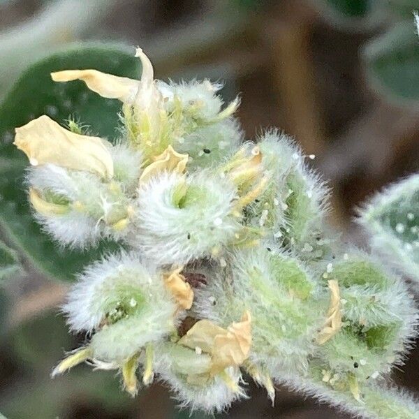 Medicago marina Frutto