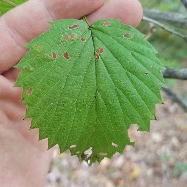 Viburnum dentatum Leaf