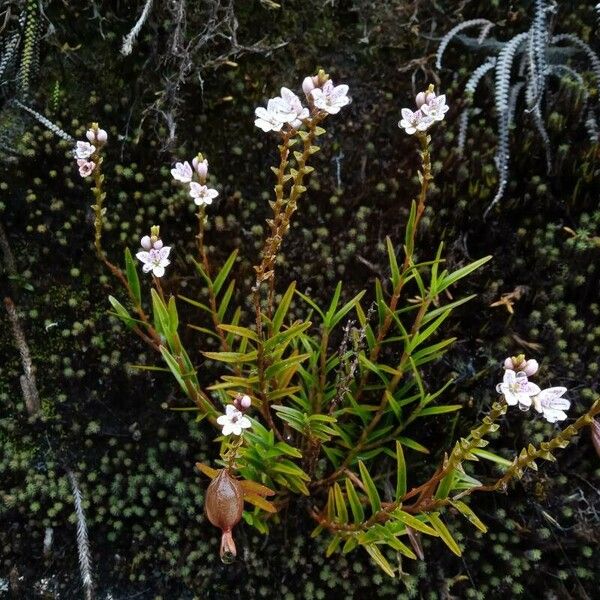 Epidendrum fimbriatum 整株植物