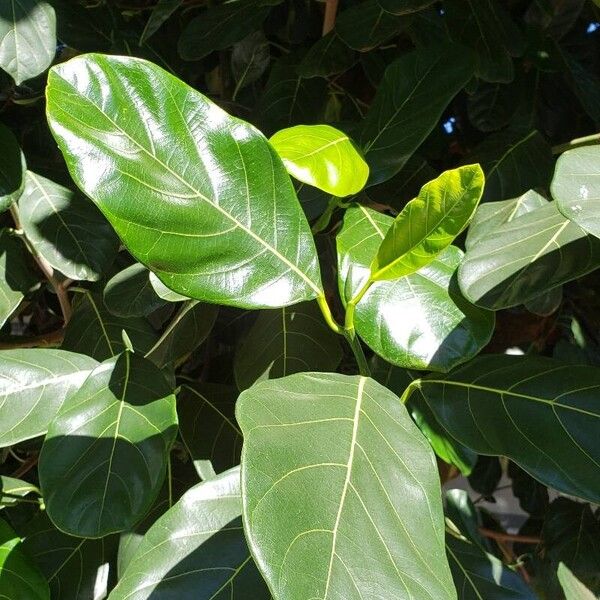 Artocarpus heterophyllus Fuelha