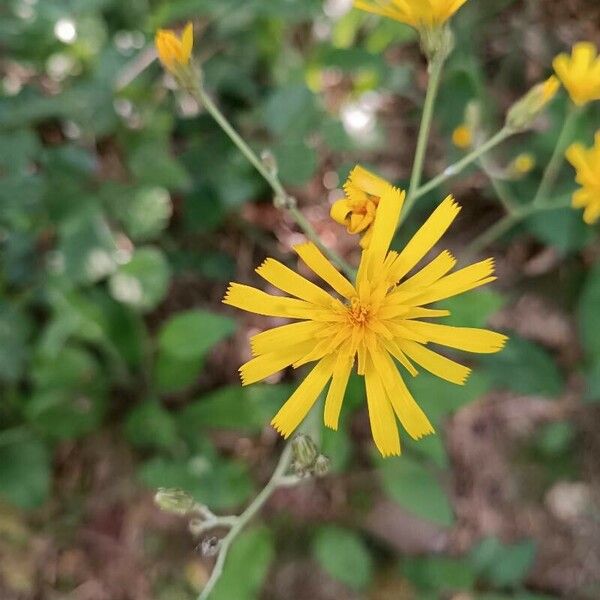 Hieracium murorum Flower