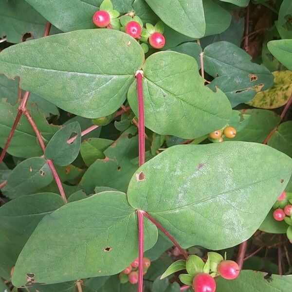 Hypericum androsaemum 葉