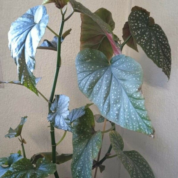 Begonia aconitifolia Feuille