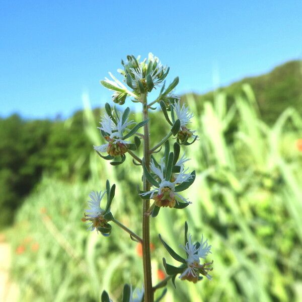 Reseda phyteuma Kvet