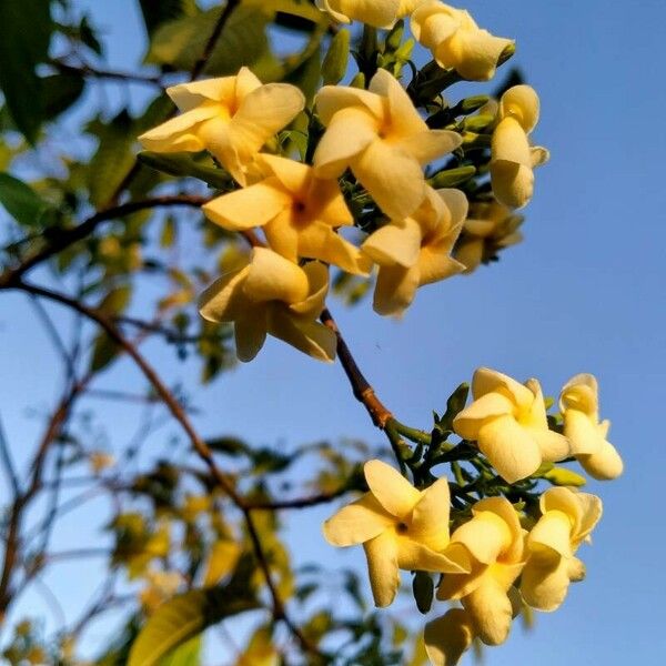 Tabernaemontana catharinensis Blomma