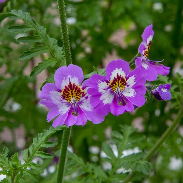 Schizanthus pinnatus Flower