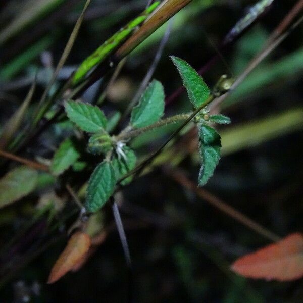 Croton hirtus പുറംതൊലി