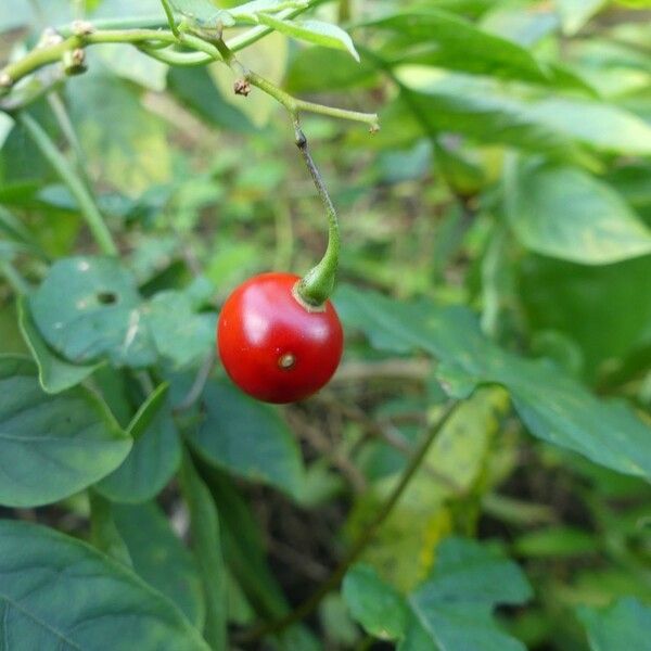 Solanum seaforthianum Frukto