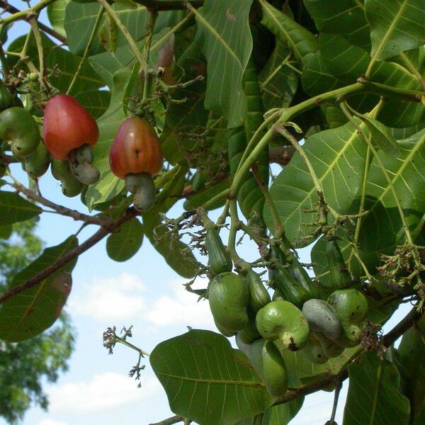 Anacardium occidentale മറ്റ്