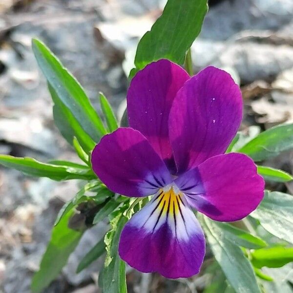 Viola tricolor Leaf